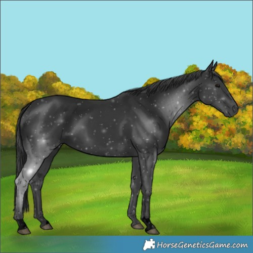 Horse Color:Void Black 