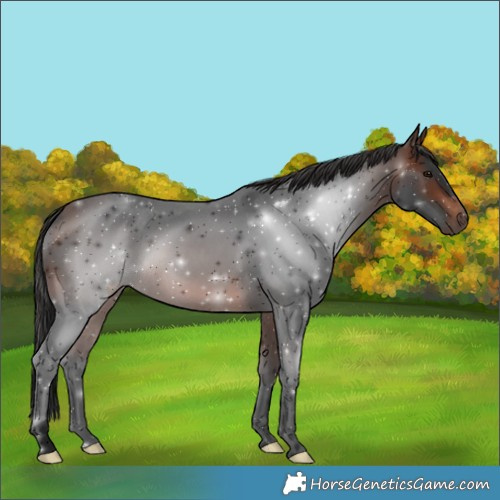 Horse Color:Void Brown Rabicano 