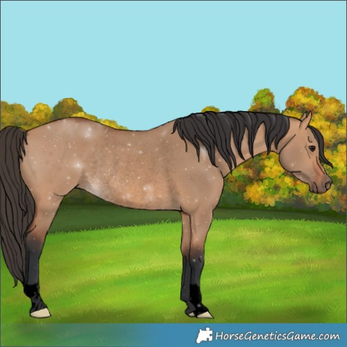 Horse Color:Void Bay Dun Rabicano 