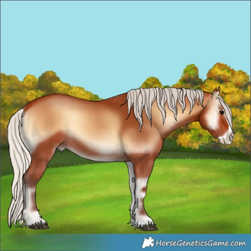 Horse Color:Silver Bay Onyx Splash 