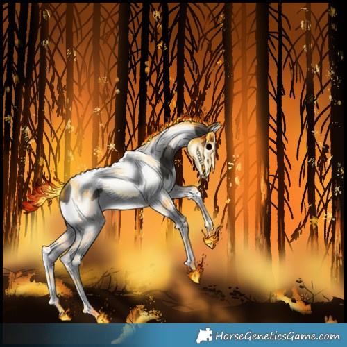 Horse Color:Grullo Splash Tobiano 