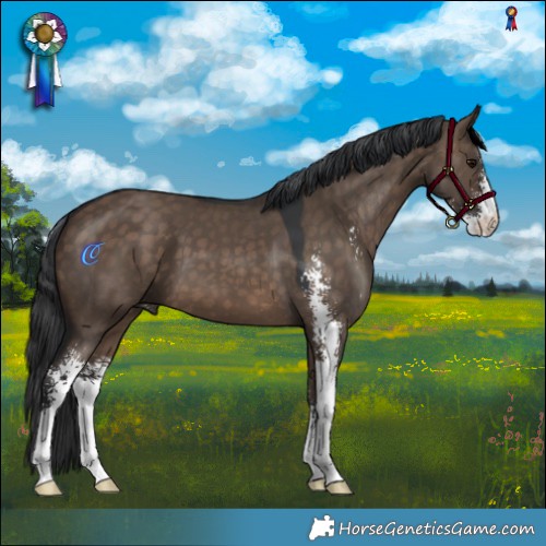 Horse Color:Brown Dun Sabino