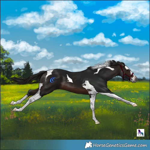 Horse Color:Gray Bay Splash Tobiano 