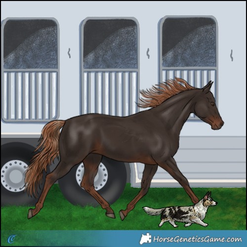 Horse Color:Liver Chestnut