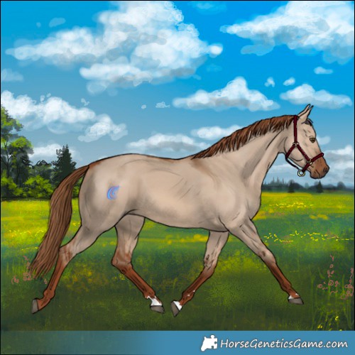 Horse Color:Red Dun 