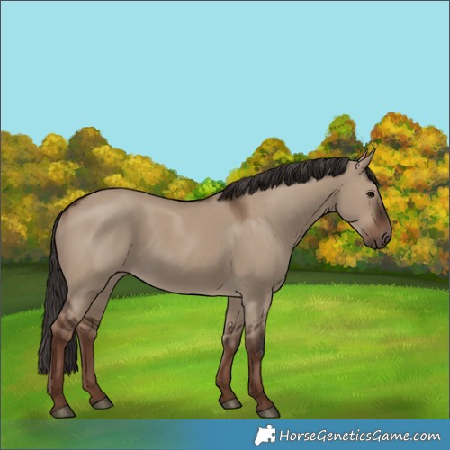 Horse Color:Liver Red Dun Rabicano 