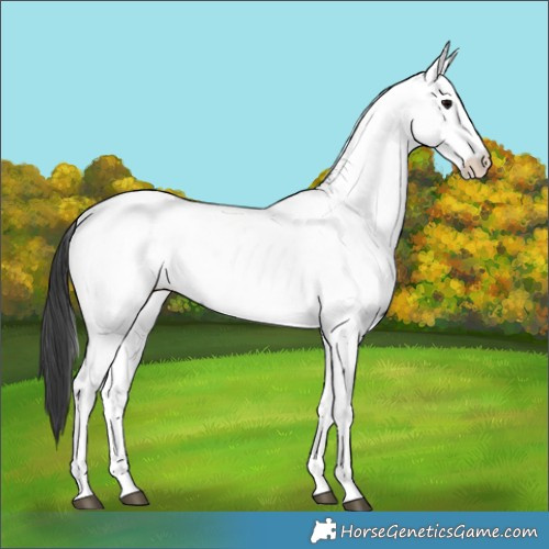 Horse Color:Black Fewspot 