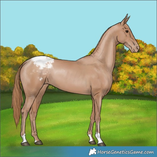 Horse Color:Black Pearl Snowcap
