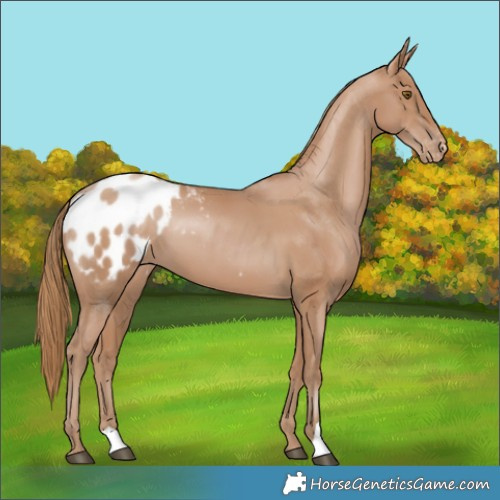 Horse Color:Black Pearl Blanket
