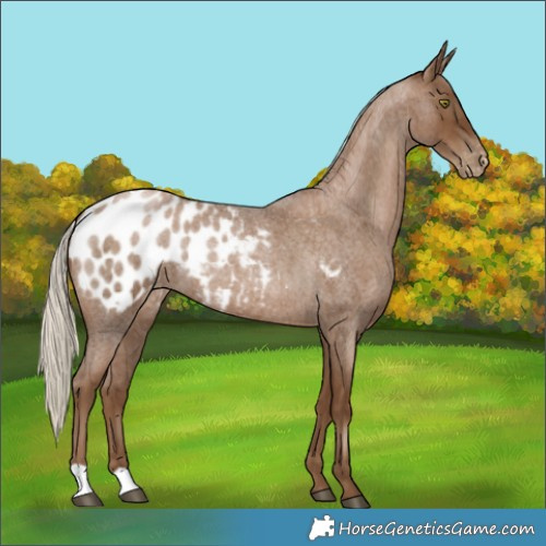 Horse Color:Gray Silver Blue Roan Pearl Blanket 