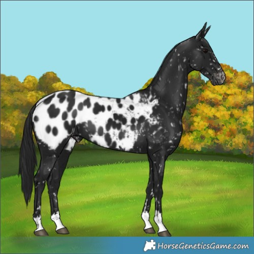 Horse Color:Gray Black Near Leopard 