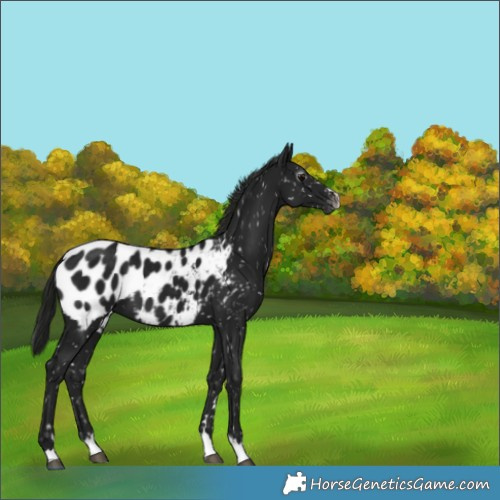 Horse Color:Gray Black Near Leopard