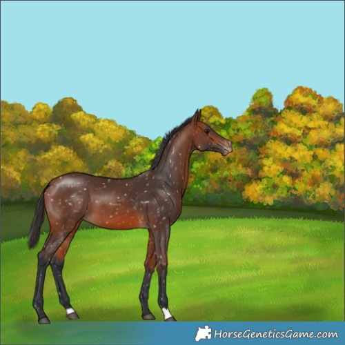 Horse Color:Bay Snowflake Varnish