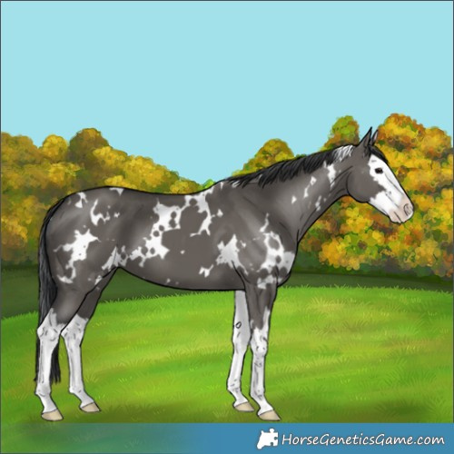 Horse Color:White Spotted Grullo Splash 