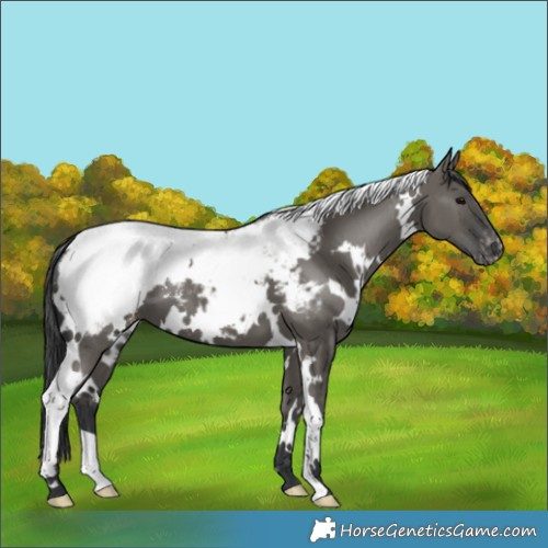 Horse Color:White Spotted Grullo Snowcap