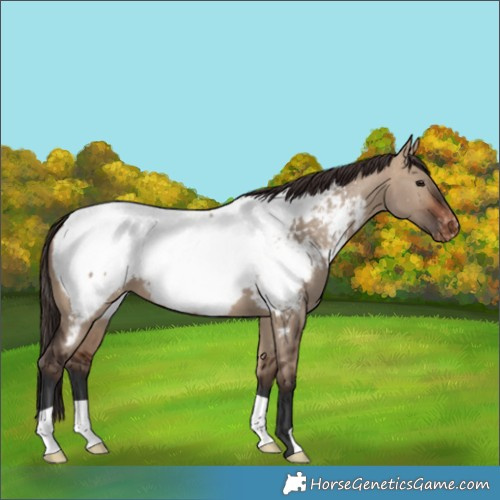 Horse Color:Bay Dun Snowcap 