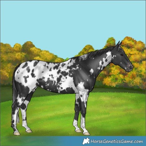Horse Color:White Spotted Black Blanket 