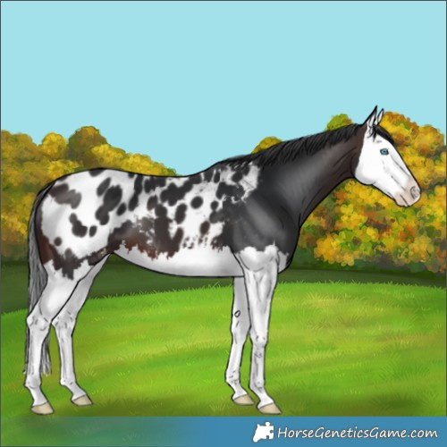 Horse Color:Brown Splash Blanket 