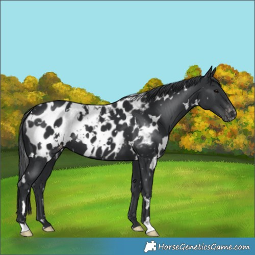 Horse Color:White Spotted Black Blanket 