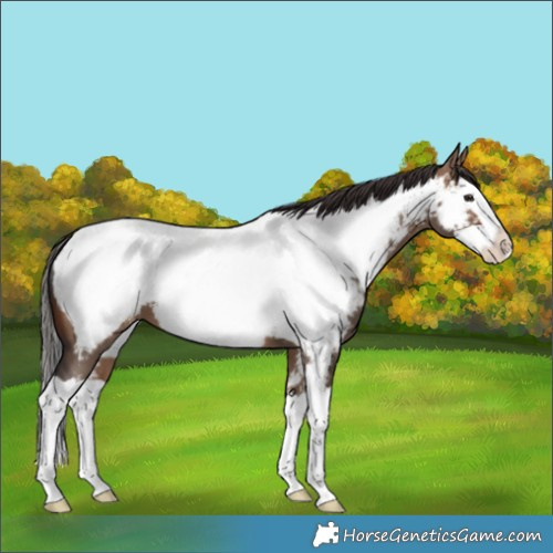 Horse Color:Brown Dun Splash Snowcap 