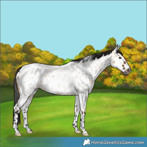 Horse Color:Gray Bay Roan Dun Near Leopard 