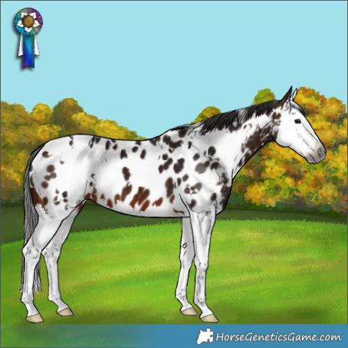 Horse Color:Gray White Spotted Bay Splash Near Leopard 