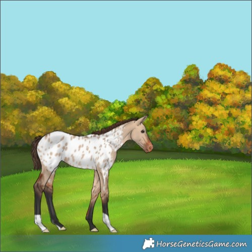 Horse Color:Bay Dun Blanket 