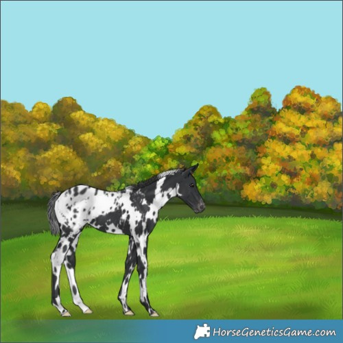 Horse Color:White Spotted Black Blanket