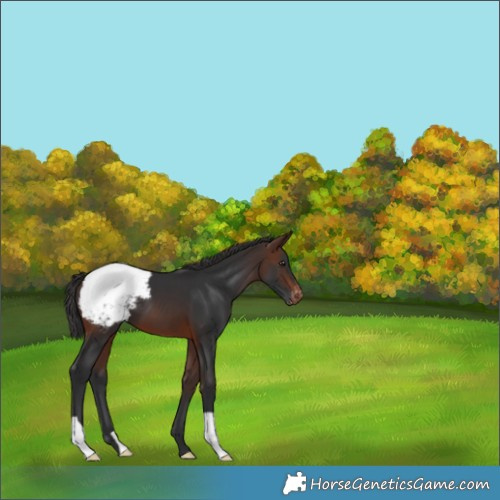 Horse Color:Brown Snowcap