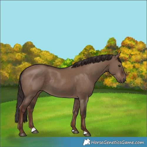 Horse Color:Liver Red Dun Rabicano 