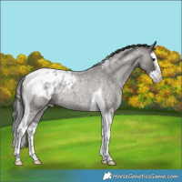Horse Color:Grullo Roan Splash Tobiano Blanket Rabicano