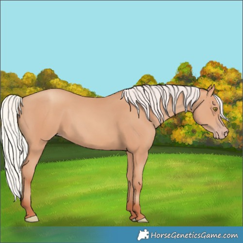 Horse Color:Silver Amber Champagne Frame 