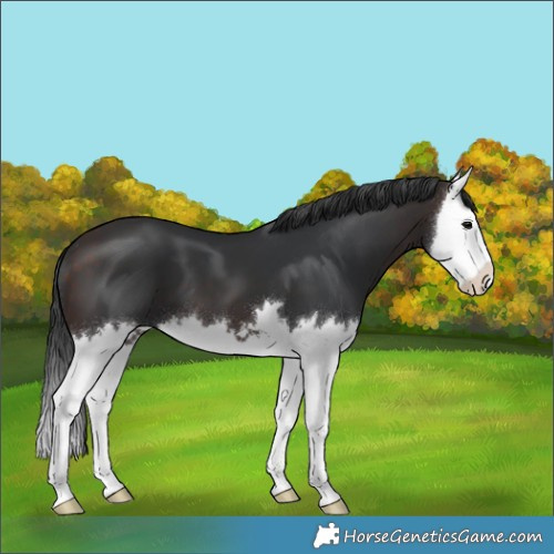 Horse Color:Brown Splash 