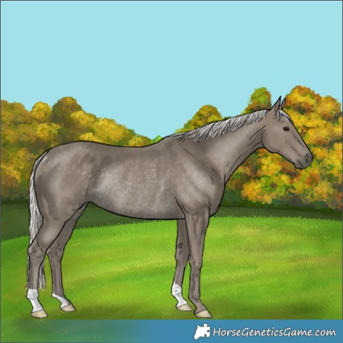 Horse Color:Silver Smoky Black Rabicano