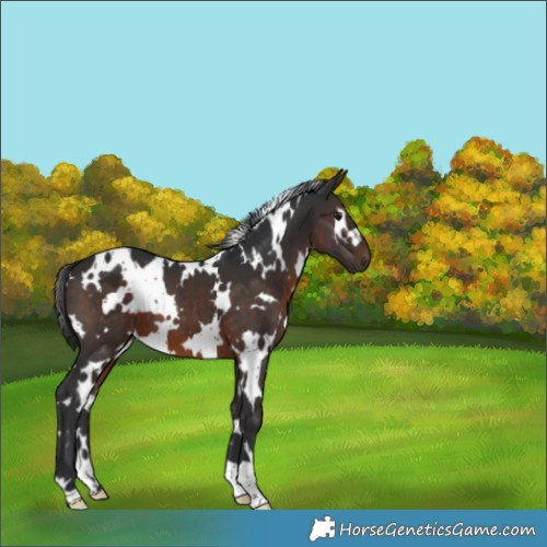 Horse Color:White Spotted Brown