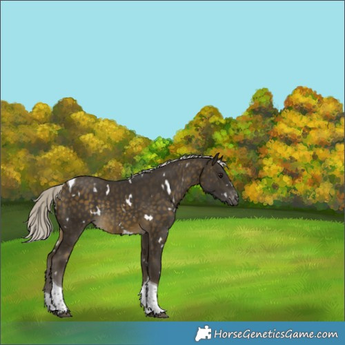 Horse Color:White Spotted Silver Buckskin Tobiano Varnish Rabicano 