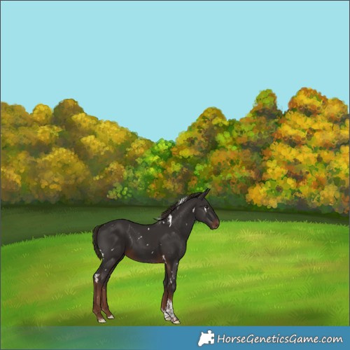 Horse Color:White Spotted Liver Chestnut Tobiano
