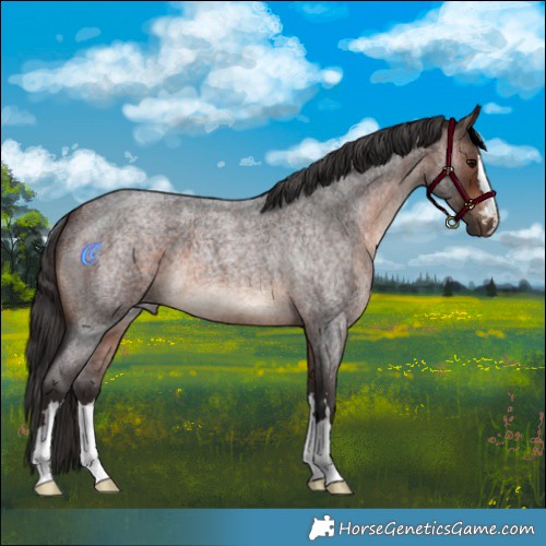 Horse Color:Brown Roan