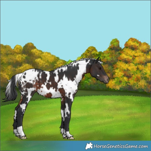 Horse Color:White Spotted Brown Blanket