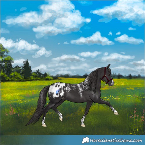 Horse Color:Powder White Smoky Black Blanket 