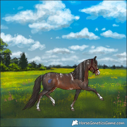 Horse Color:Powder White Liver Chestnut Sabino 