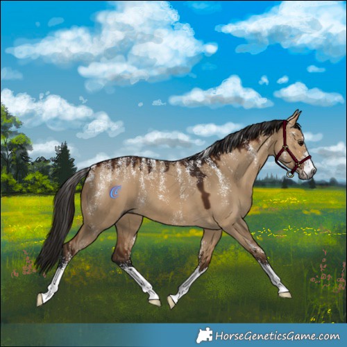 Horse Color:Powder White Gray Bay Dun