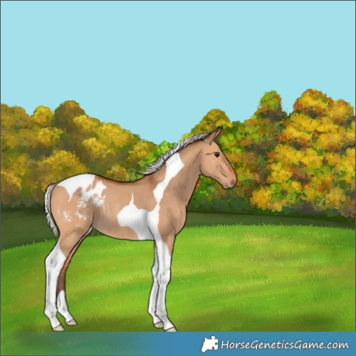 Horse Color:Silver Bay Dun Tobiano Varnish Rabicano 