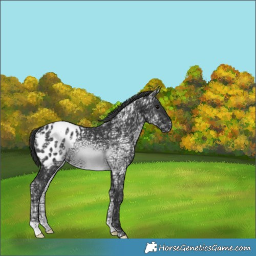 Horse Color:Black Ice Blanket