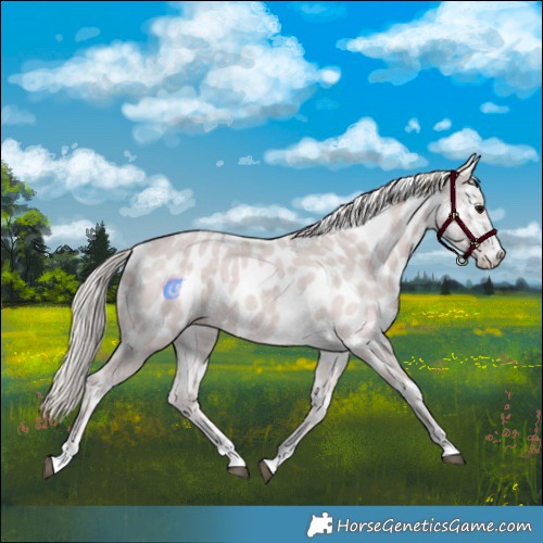 Horse Color:Silver Black Leopard
