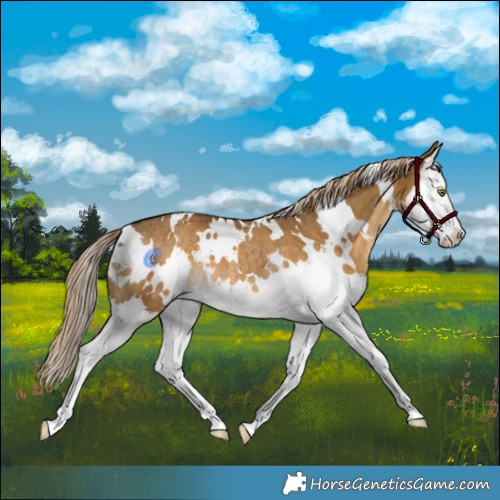 Horse Color:White Spotted Chocolate Palomino Dun Splash Rabicano