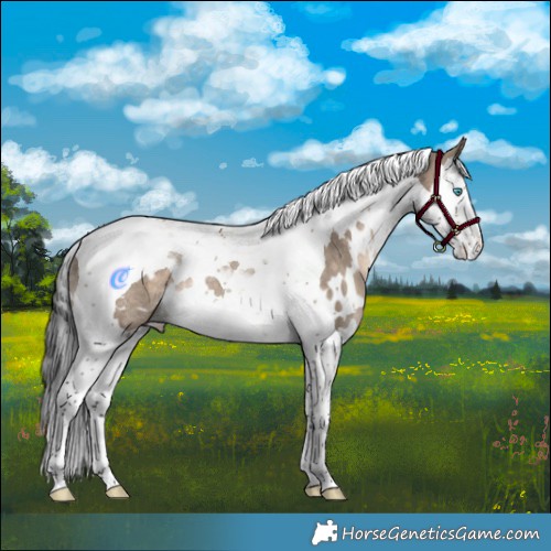 Horse Color:White Spotted Brown Dun Splash Tobiano Rabicano