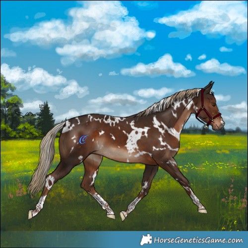 Horse Color:White Spotted Liver Chestnut