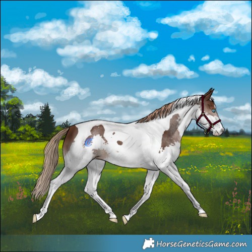 Horse Color:Liver Chestnut Splash Tobiano