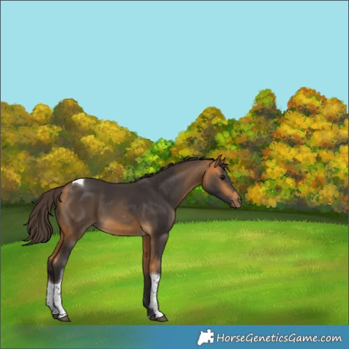 Horse Color:Buckskin Tobiano